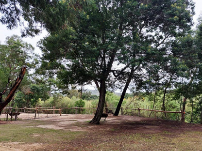 Rivierplaas Campsite, Camp site J7, Forest, Nature, Plant, Tree, Wood