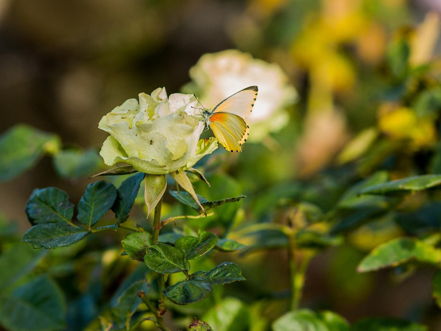 Rockdell Lodge, Colorful, Flower, Plant, Nature, Butterfly, Insect, Animal, Bokeh