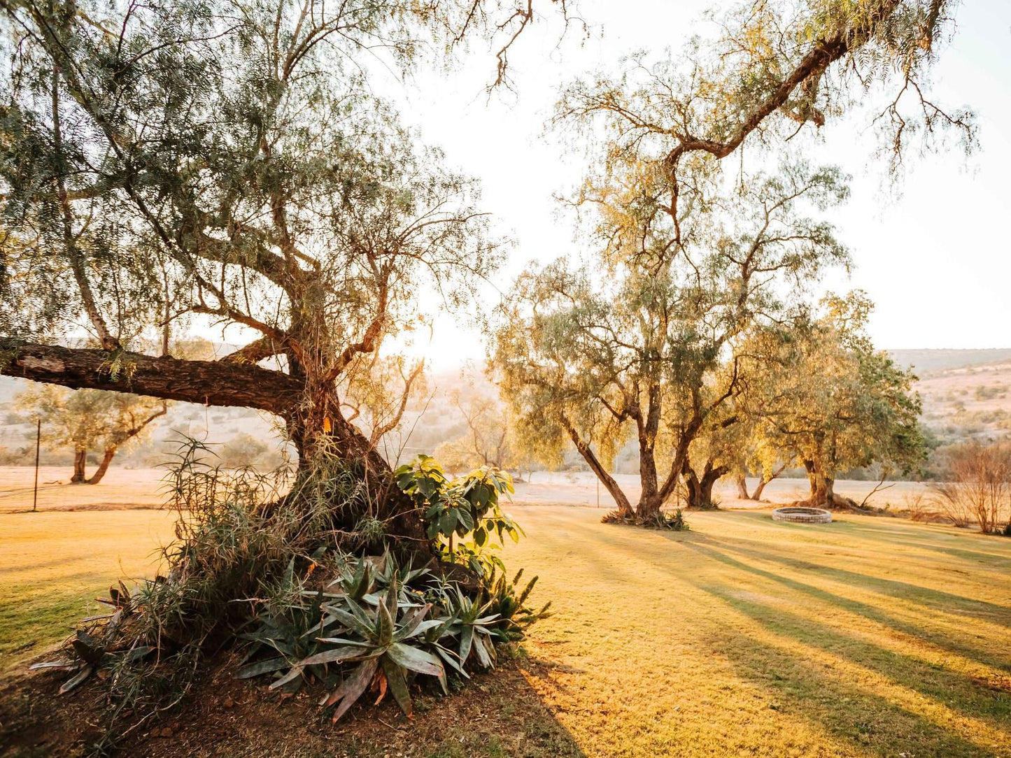 Rockdell Lodge, Plant, Nature, Tree, Wood