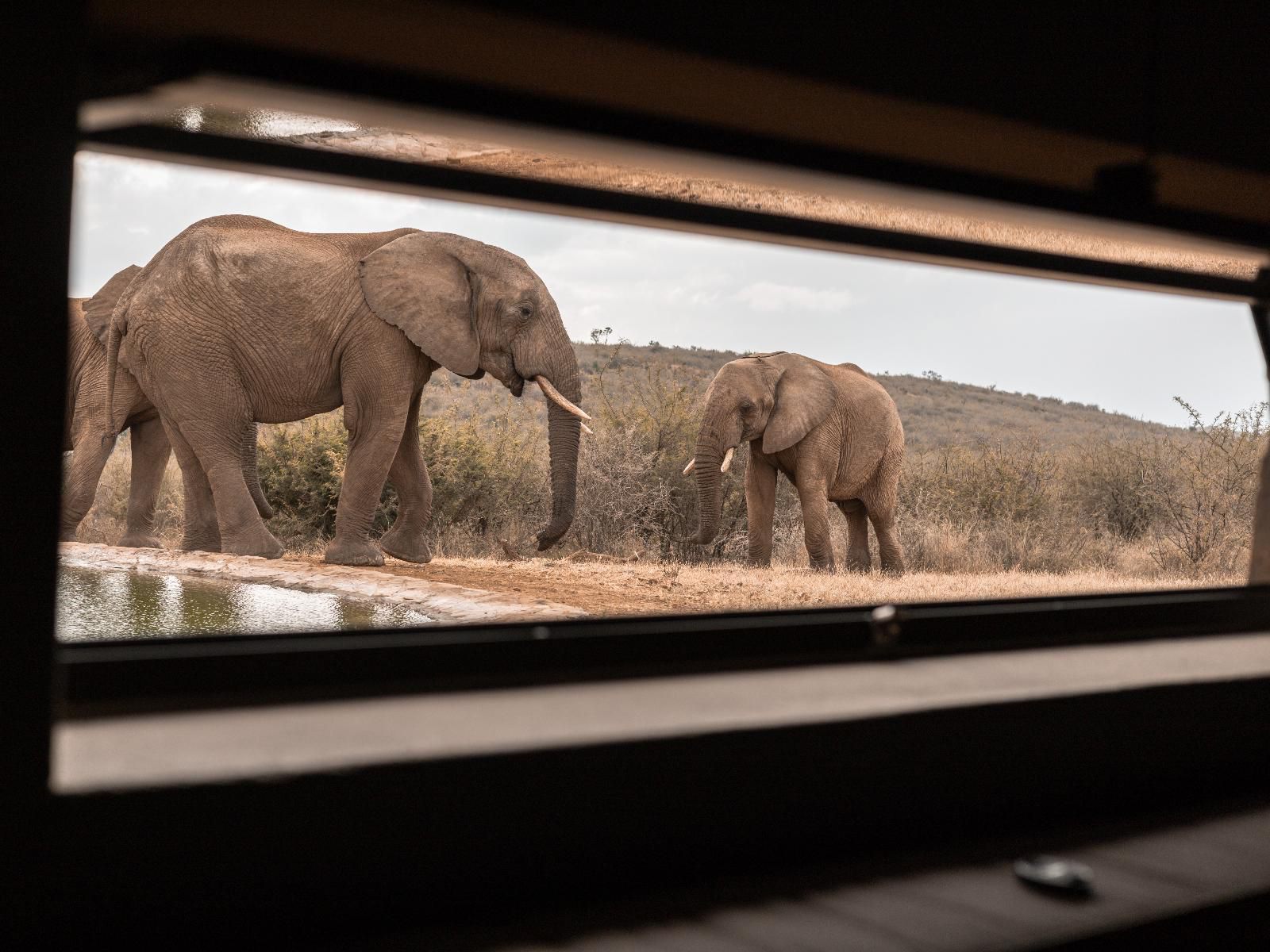 Rockfig Lodge Madikwe, Elephant, Mammal, Animal, Herbivore