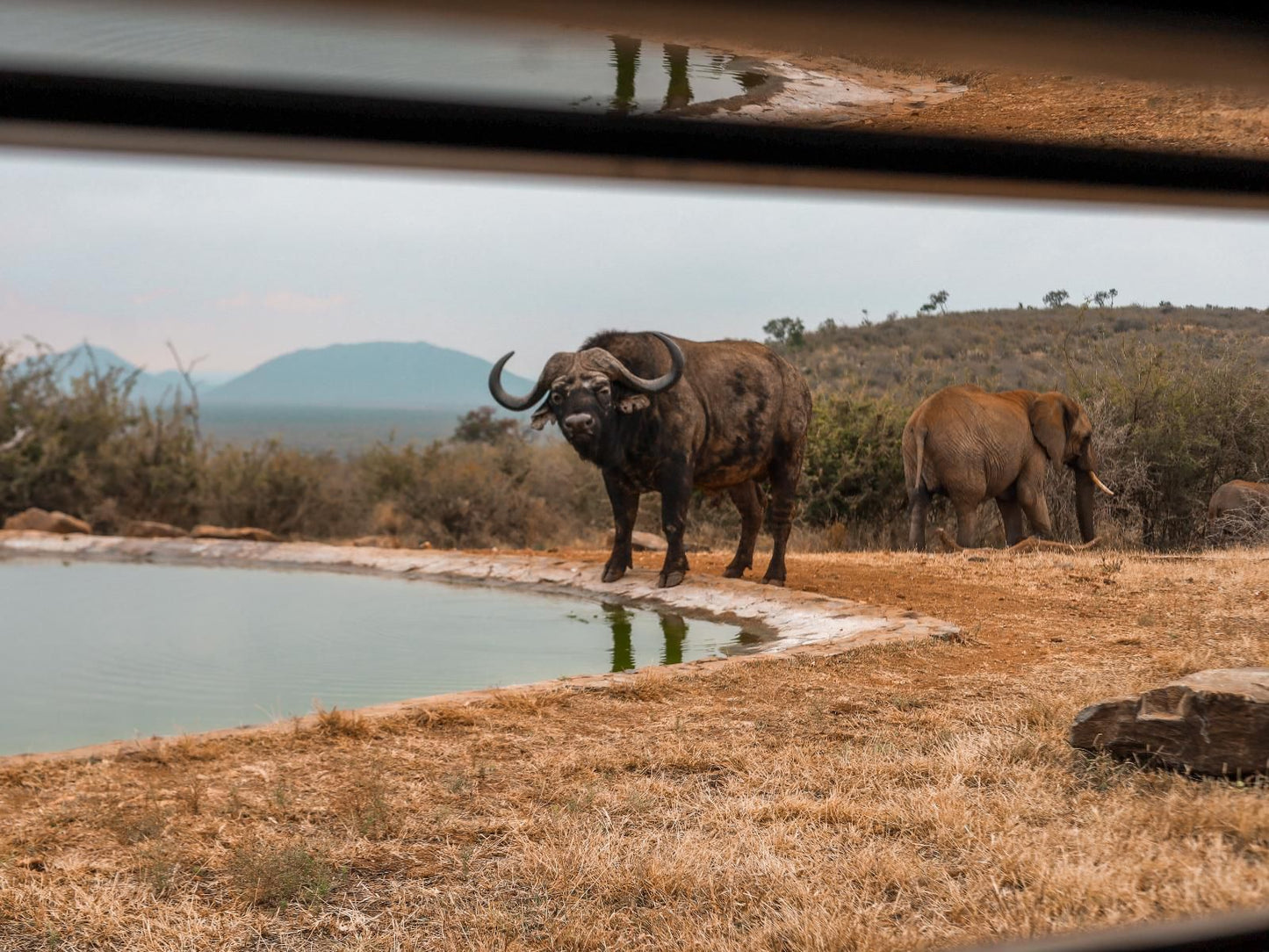 Rockfig Lodge Madikwe, Water Buffalo, Mammal, Animal, Herbivore