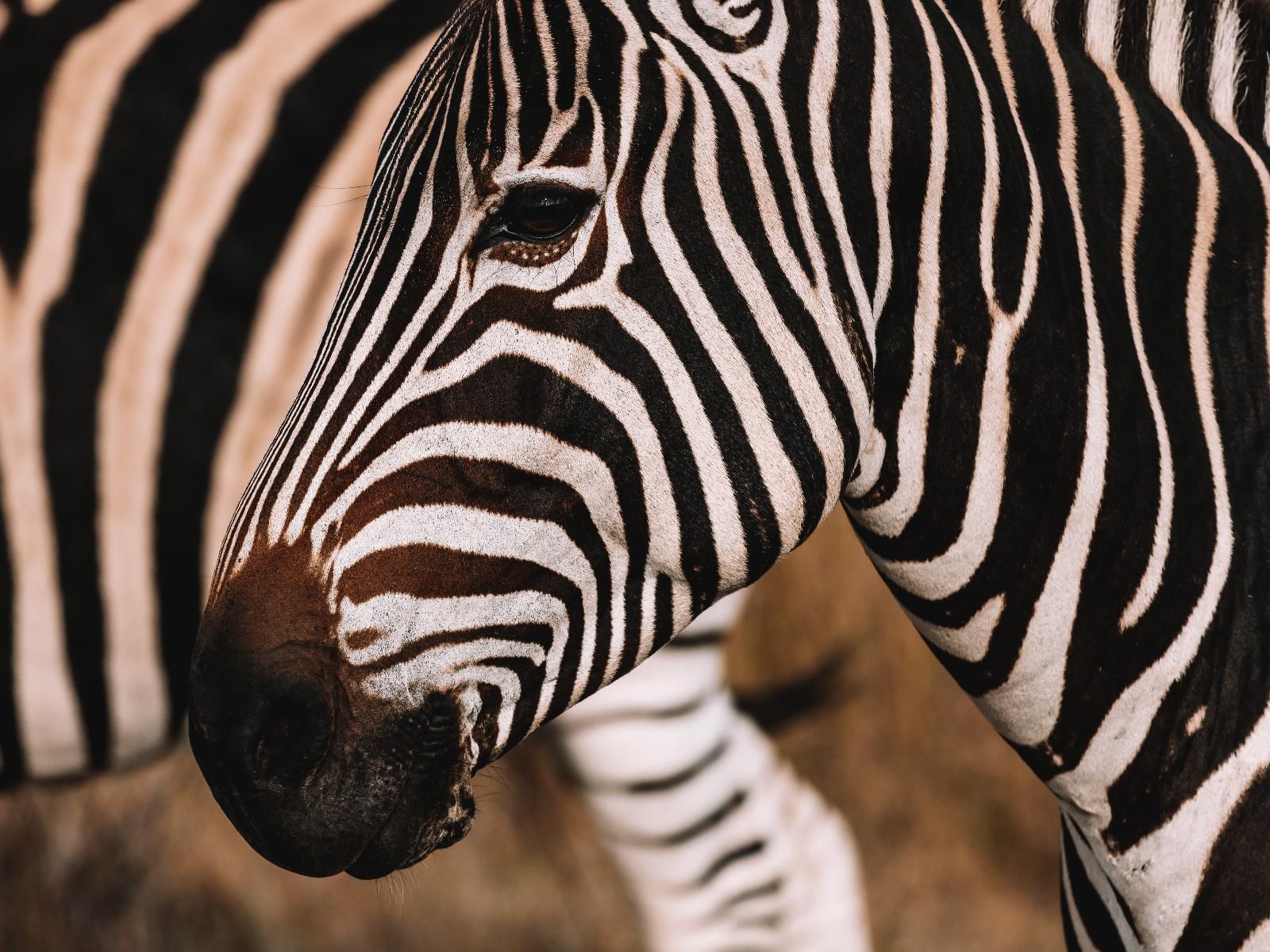 Rockfig Lodge Madikwe, Zebra, Mammal, Animal, Herbivore