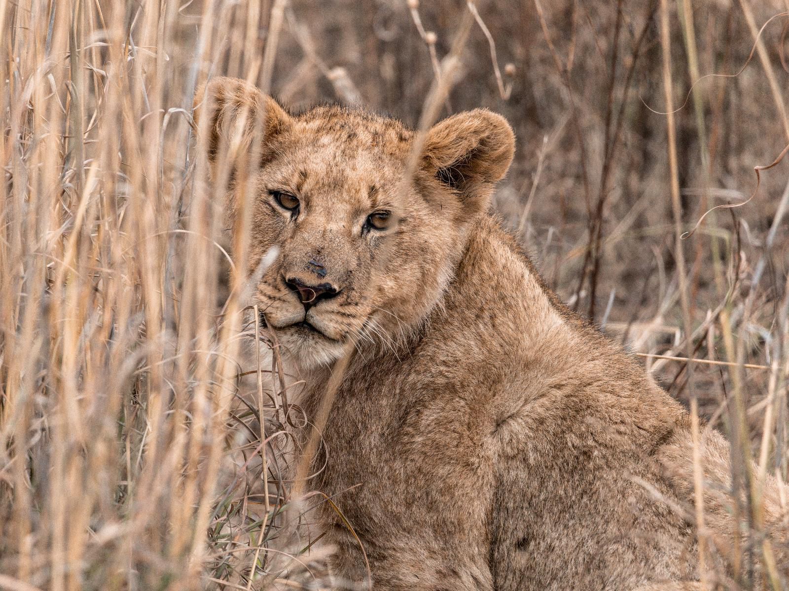 Rockfig Lodge Madikwe, Sepia Tones, Lion, Mammal, Animal, Big Cat, Predator