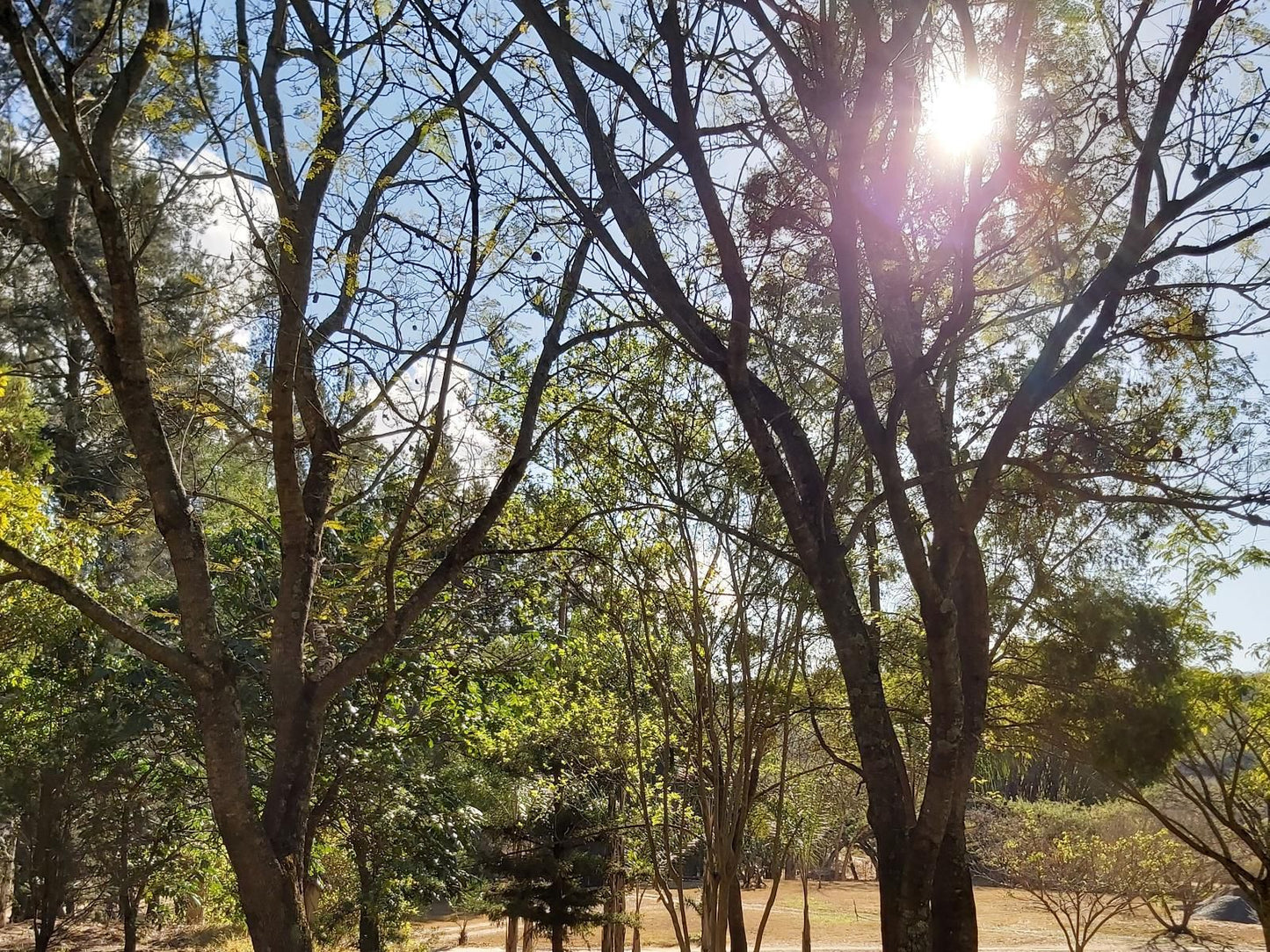 Rockview Lodge, Plant, Nature, Tree, Wood