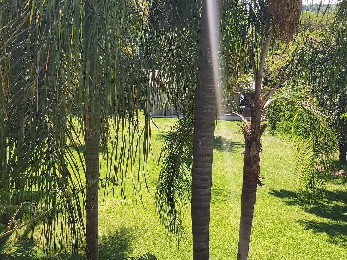 Rockview Lodge, Palm Tree, Plant, Nature, Wood