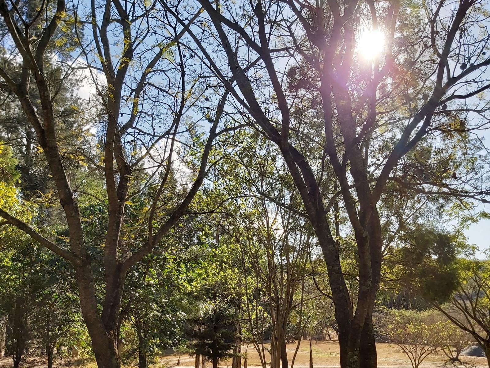 Rock View Lodge Nelspruit Mpumalanga South Africa Plant, Nature, Tree, Wood