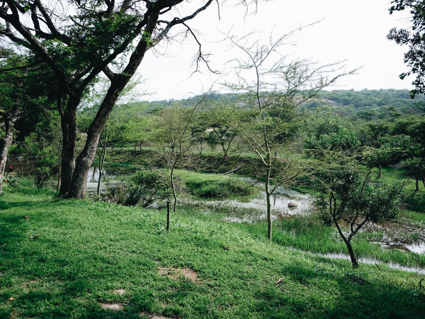 Rock View Lodge Nelspruit Mpumalanga South Africa Forest, Nature, Plant, Tree, Wood