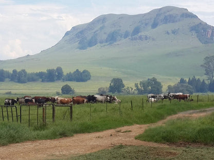 Rockwood Lodges Howick Kwazulu Natal South Africa Cow, Mammal, Animal, Agriculture, Farm Animal, Herbivore, Highland, Nature