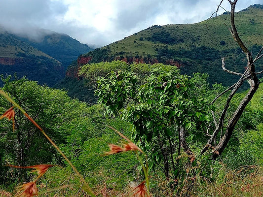 Rocky Drift Private Nature Reserve Waterval Boven Mpumalanga South Africa Forest, Nature, Plant, Tree, Wood, Mountain, Highland