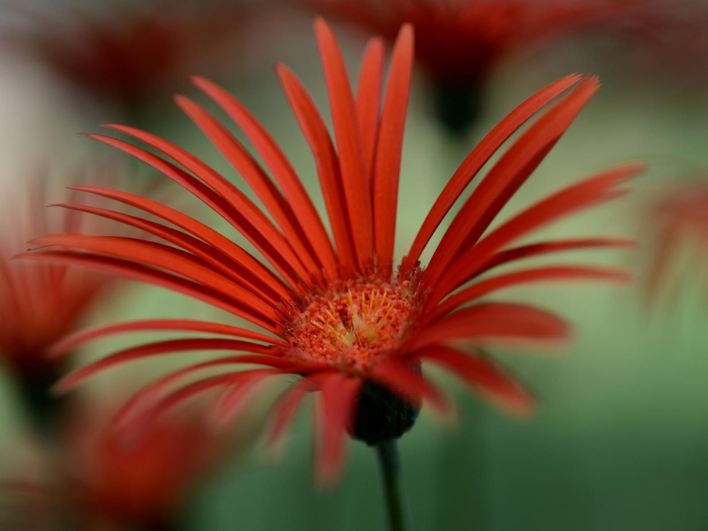 Rocky Drift Private Nature Reserve Waterval Boven Mpumalanga South Africa Daisy, Flower, Plant, Nature