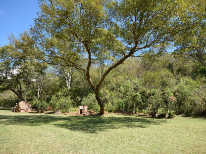 Rocky Drift Private Nature Reserve Waterval Boven Mpumalanga South Africa Plant, Nature, Tree, Wood