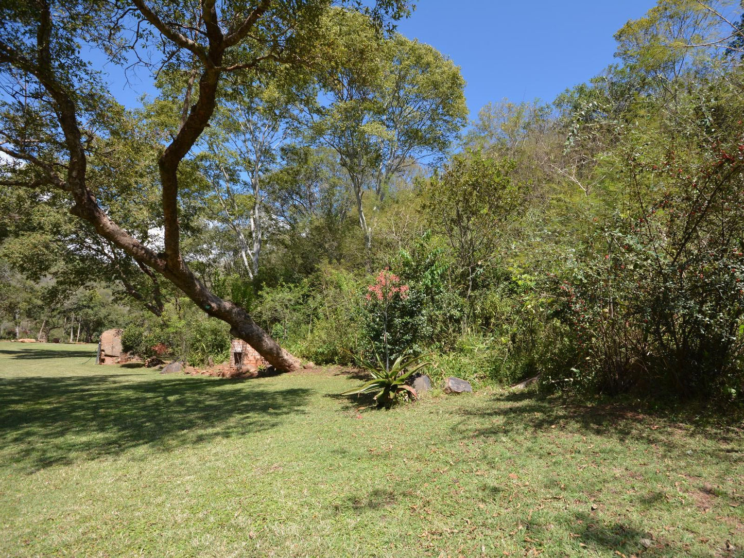 Rocky Drift Private Nature Reserve Waterval Boven Mpumalanga South Africa Palm Tree, Plant, Nature, Wood, Tree, Garden