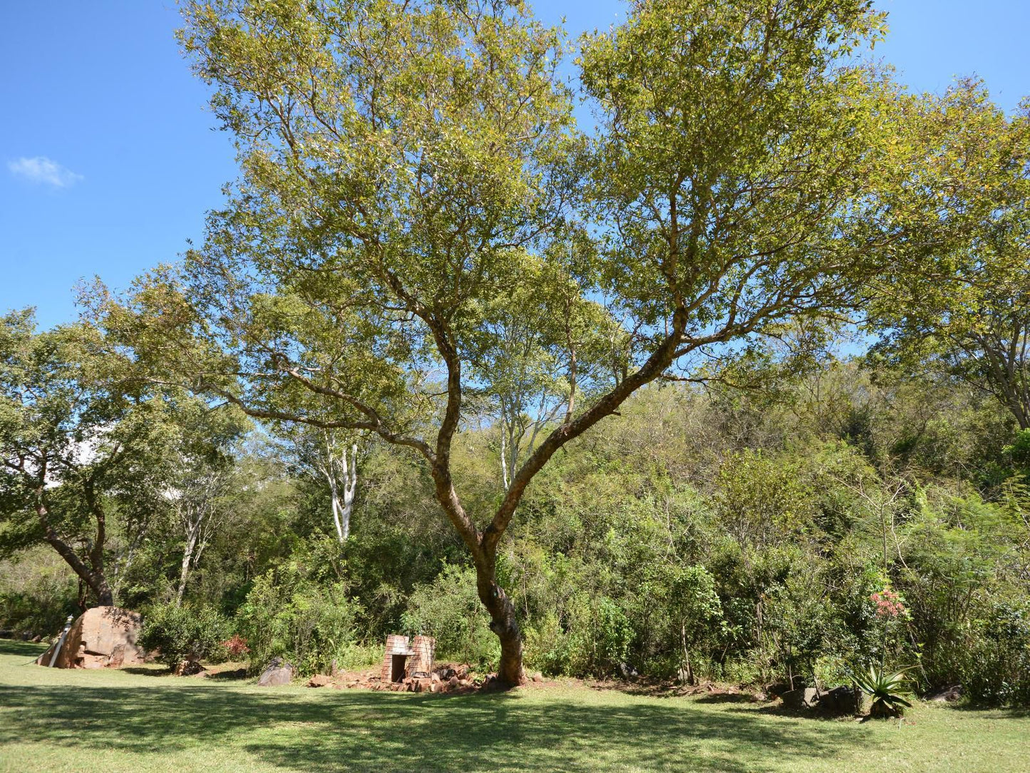 Rocky Drift Private Nature Reserve Waterval Boven Mpumalanga South Africa Plant, Nature, Tree, Wood