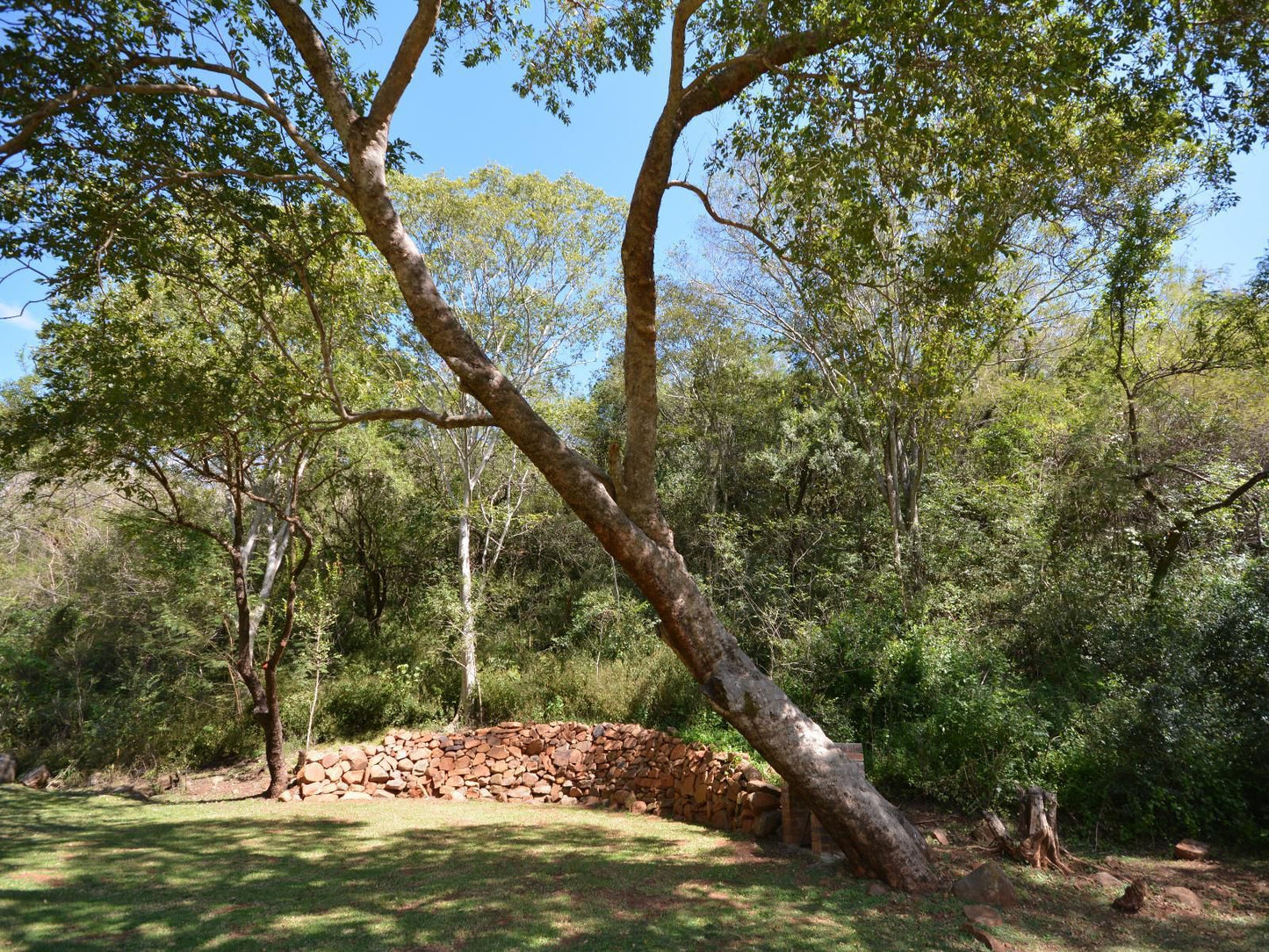 Rocky Drift Private Nature Reserve Waterval Boven Mpumalanga South Africa Forest, Nature, Plant, Tree, Wood