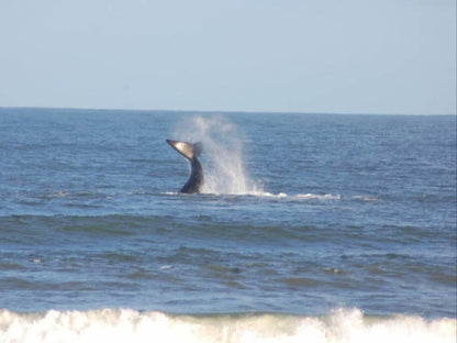 Roes In Vrede Witsand Western Cape South Africa Whale, Marine Animal, Animal, Ocean, Nature, Waters