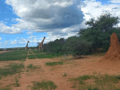 Roidina Safari Lodge, Giraffe, Mammal, Animal, Herbivore, Lowland, Nature