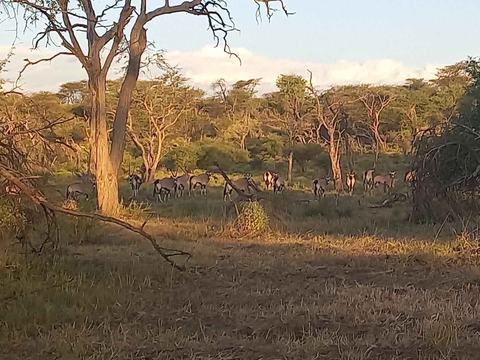 Roidina Safari Lodge, Animal, Lowland, Nature