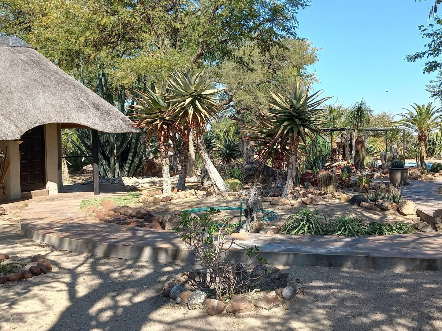 Roidina Safari Lodge, Palm Tree, Plant, Nature, Wood, Garden