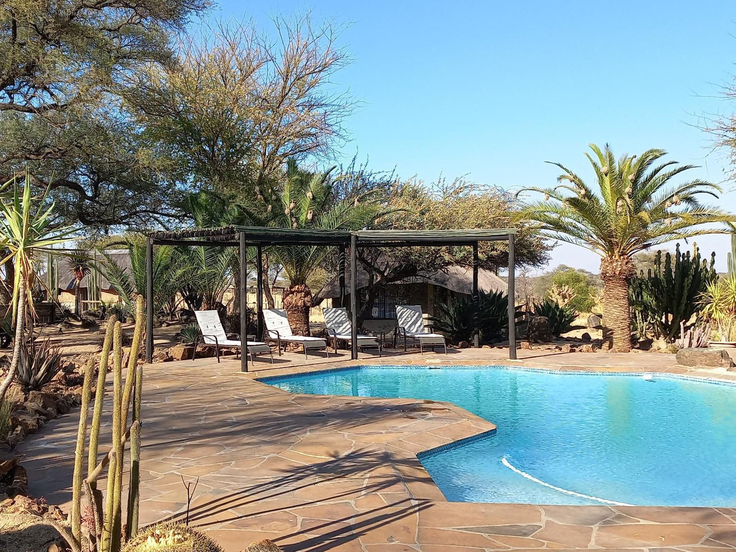 Roidina Safari Lodge, Palm Tree, Plant, Nature, Wood, Swimming Pool