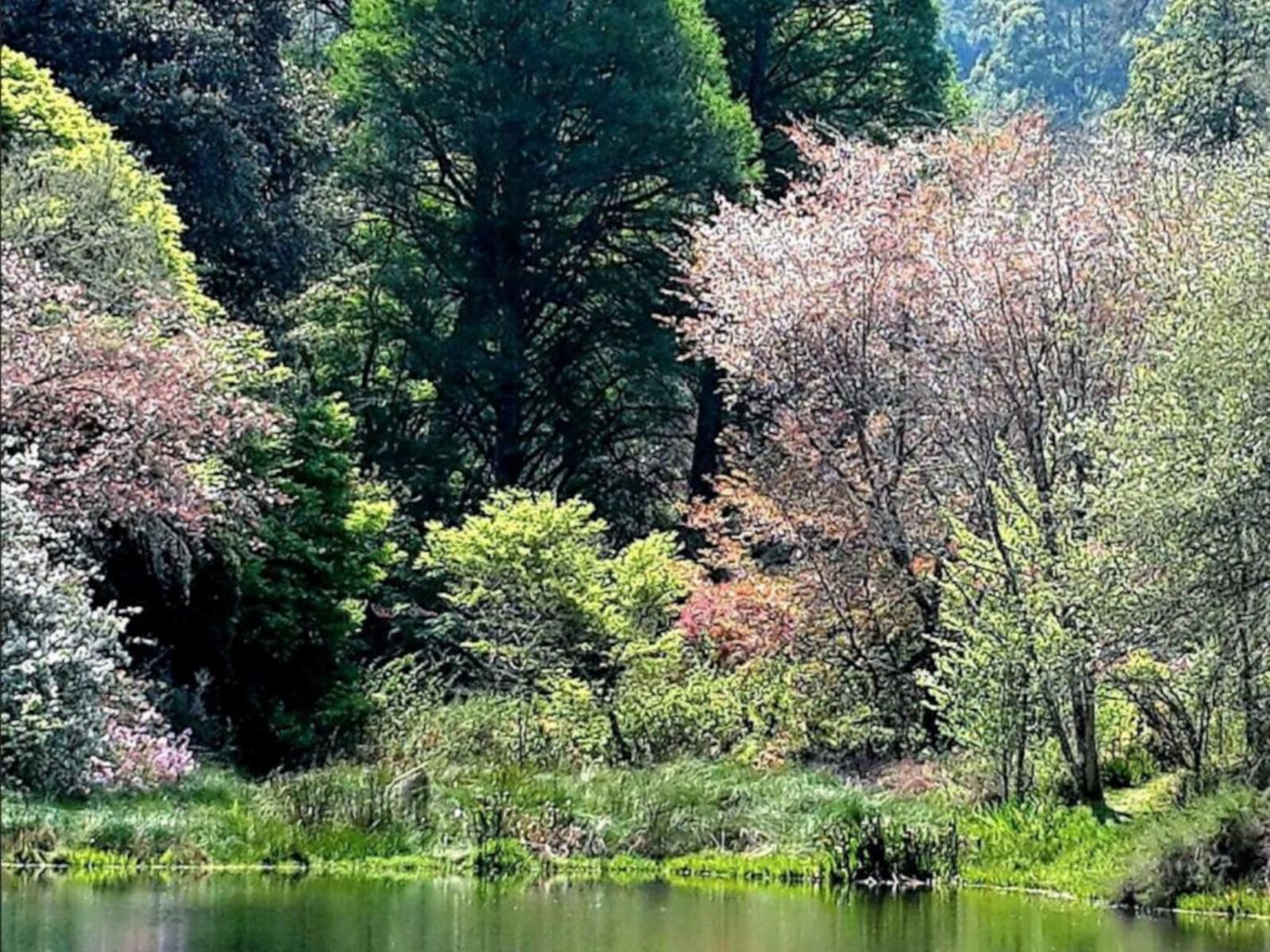 Rondebossie Farm Retreat, Plant, Nature, River, Waters, Tree, Wood, Autumn