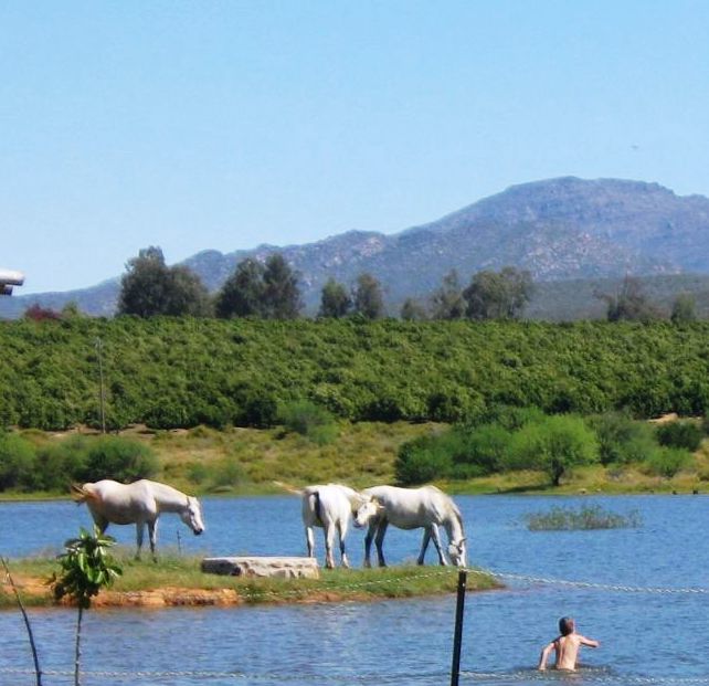 Rondegat Self Catering Cottages Clanwilliam Western Cape South Africa Complementary Colors, Horse, Mammal, Animal, Herbivore, Lake, Nature, Waters