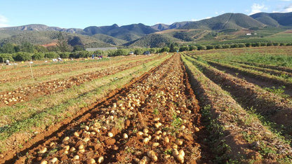 Roodegrond Rivierkamp Patensie Eastern Cape South Africa Field, Nature, Agriculture, Vegetable, Food