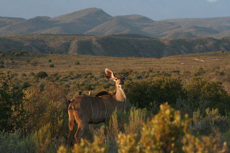 Rooiberg Safaris Ladismith Western Cape South Africa Animal