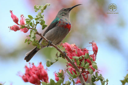 Rooiberg Safaris Ladismith Western Cape South Africa Complementary Colors, Bird, Animal