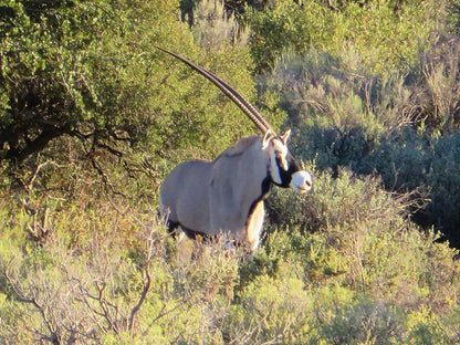 Rooiberg Safaris Ladismith Western Cape South Africa Animal