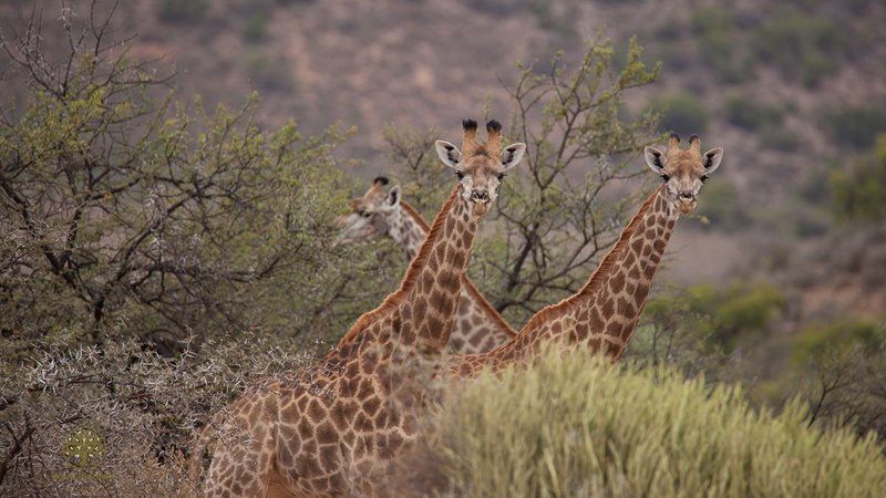 Rooiberg Safaris Ladismith Western Cape South Africa Giraffe, Mammal, Animal, Herbivore