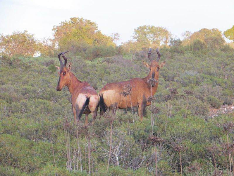 Rooiberg Safaris Ladismith Western Cape South Africa Animal