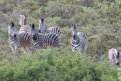 Rooiberg Safaris Ladismith Western Cape South Africa Zebra, Mammal, Animal, Herbivore