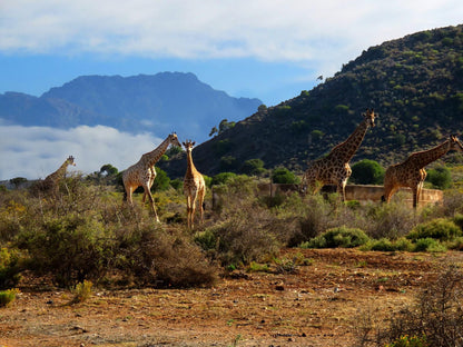 Rooiberg Wild Private Game Reserve, Giraffe, Mammal, Animal, Herbivore