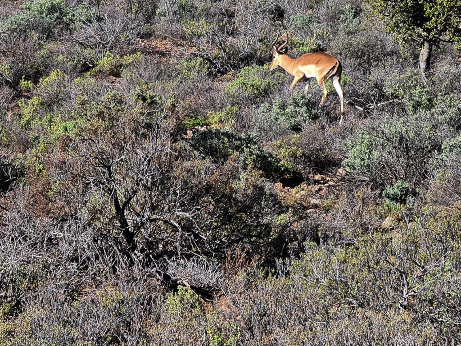 Rooiberg Wild Private Game Reserve, Forest, Nature, Plant, Tree, Wood, Animal