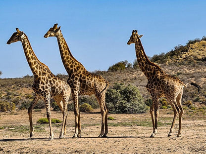 Rooiberg Wild Private Game Reserve, Giraffe, Mammal, Animal, Herbivore