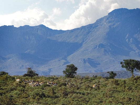 Rooiberg Wild Private Game Reserve, Mountain, Nature, Highland