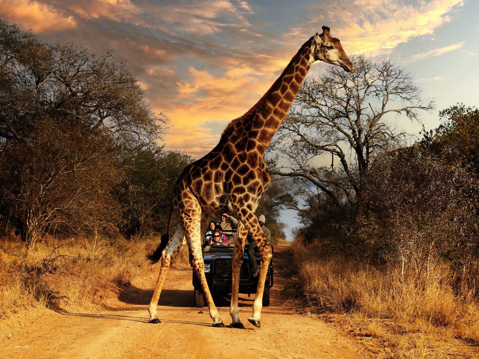 Rooiberg Wild Private Game Reserve, Giraffe, Mammal, Animal, Herbivore