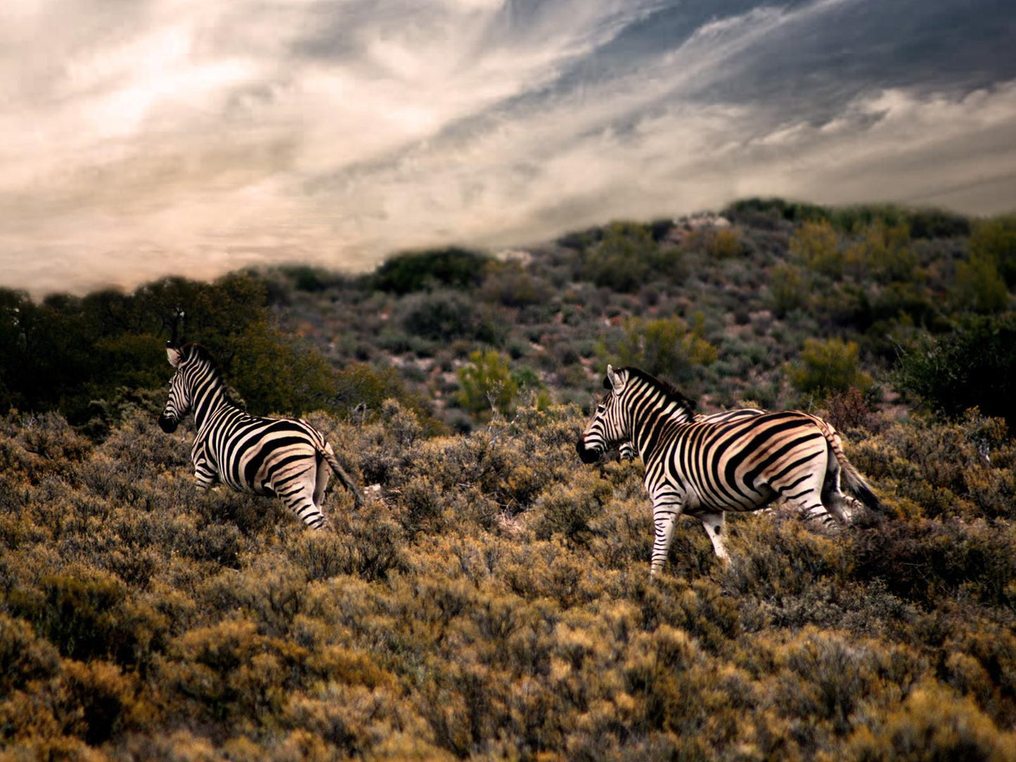 Rooiberg Wild Private Game Reserve, Zebra, Mammal, Animal, Herbivore