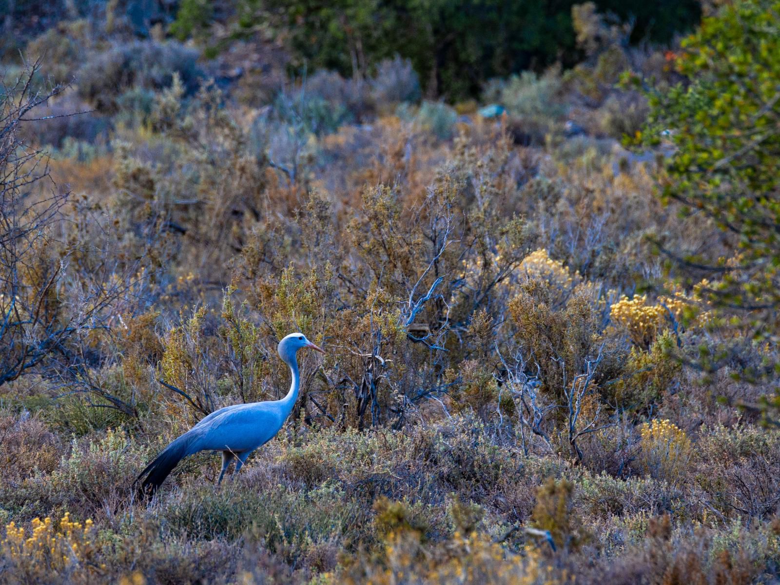 Rooiberg Wild Private Game Reserve, Bird, Animal