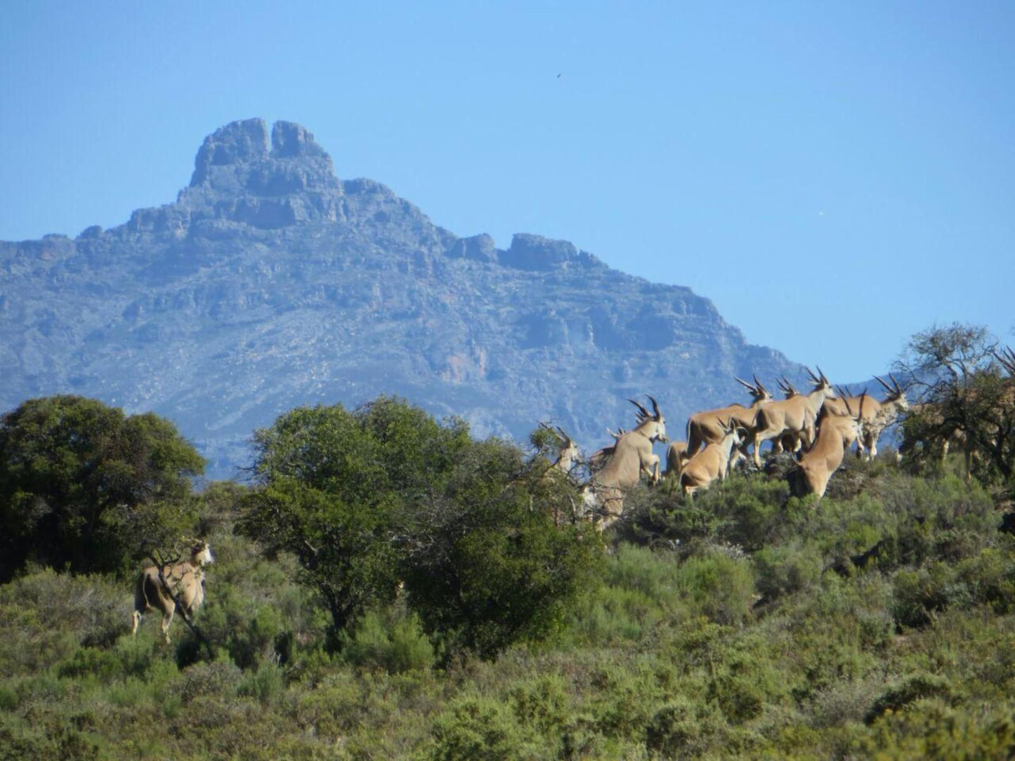 Rooiberg Wild Private Game Reserve, Cactus, Plant, Nature