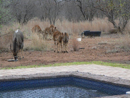Rooibos Lodge Thabazimbi Limpopo Province South Africa Animal
