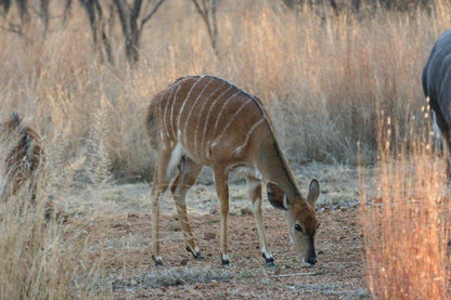 Rooibos Lodge Thabazimbi Limpopo Province South Africa Animal