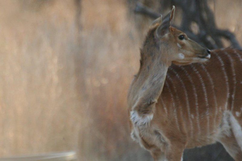 Rooibos Lodge Thabazimbi Limpopo Province South Africa Animal