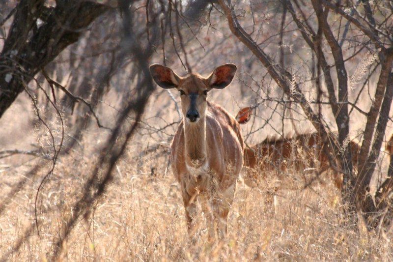 Rooibos Lodge Thabazimbi Limpopo Province South Africa Deer, Mammal, Animal, Herbivore