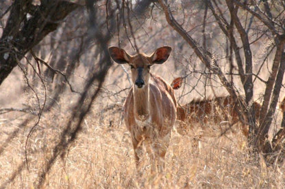 Rooibos Lodge Thabazimbi Limpopo Province South Africa Deer, Mammal, Animal, Herbivore