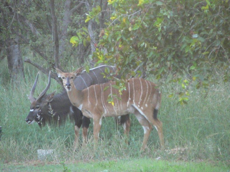 Rooibos Lodge Thabazimbi Limpopo Province South Africa Unsaturated, Deer, Mammal, Animal, Herbivore