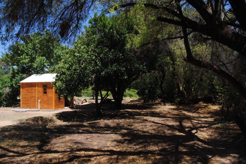 Rooidam Cottages Britstown Northern Cape South Africa Tree, Plant, Nature, Wood