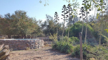 Rooiheuwel Holiday Farm Beaufort West Western Cape South Africa Cactus, Plant, Nature, Palm Tree, Wood, Ruin, Architecture, Garden