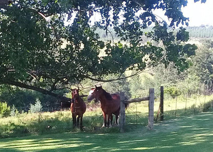 Rooihoogte Guest House Carolina Mpumalanga South Africa Horse, Mammal, Animal, Herbivore