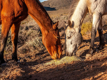 Rooilande Guest Farm Laingsburg Western Cape South Africa Animal